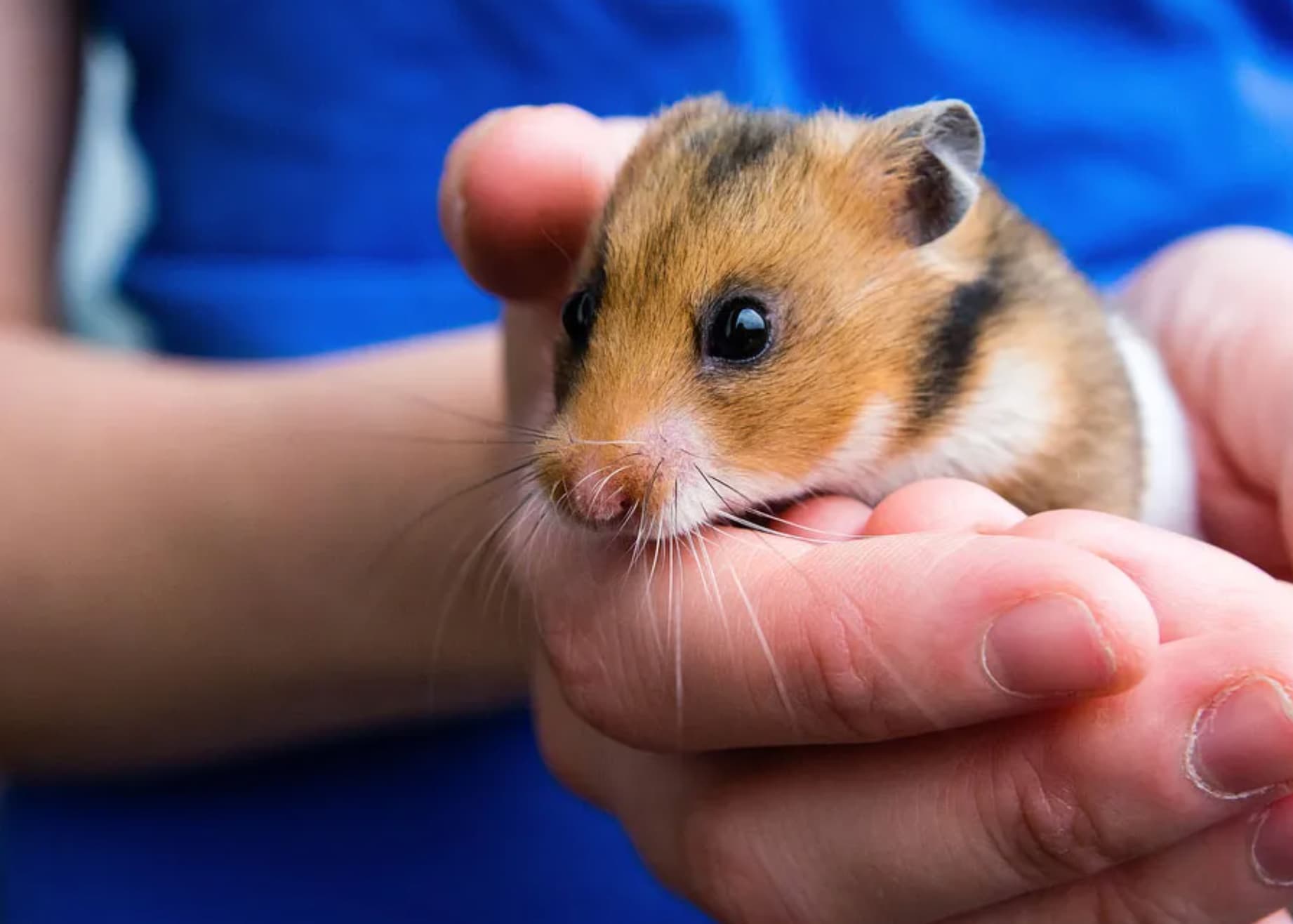 hamster animal